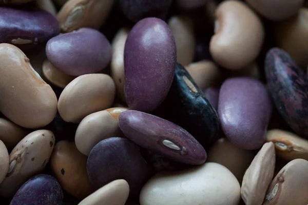A Beautiful Runner Bean from Michoacan: Ayocote Purepecha - Rancho Gordo