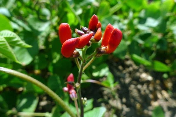 A Day in the Bean Fields - Rancho Gordo