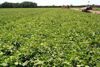 A Day in the Beanfields - Rancho Gordo