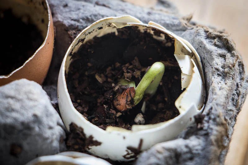 A Garden in an Egg Carton: A Cool Project With or Without Kids - Rancho Gordo