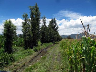 A Lazy Afternoon in the Cornfields - Rancho Gordo