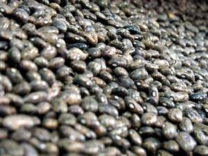 A New Bean From Puebla - Rancho Gordo