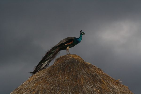 A Week in Veracruz - Rancho Gordo