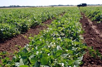 Another Day in the Beanfields - Rancho Gordo