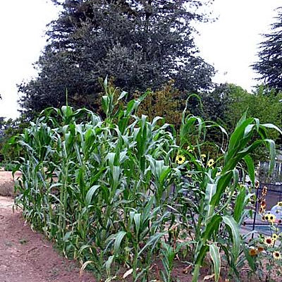 Another Update on Corn from Chiapas - Rancho Gordo