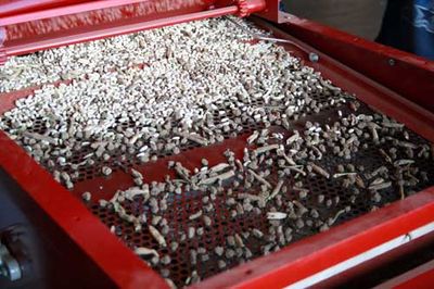 Bean Cleaning - Rancho Gordo