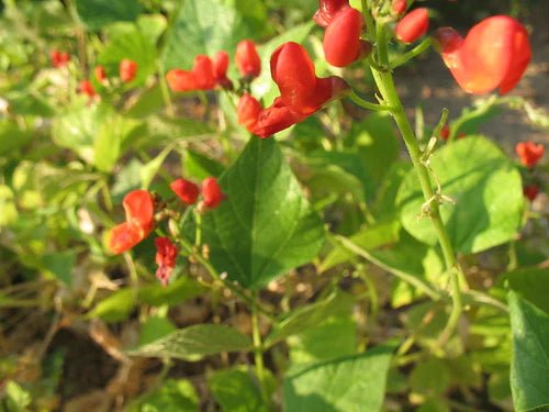 Bean flowers - Rancho Gordo