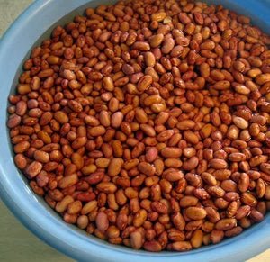 Bean Tasting at UC Davis - Rancho Gordo