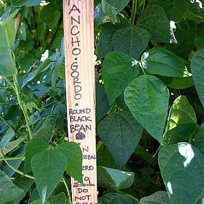 Bean Trials 2008: Some Reports from the Fields - Rancho Gordo