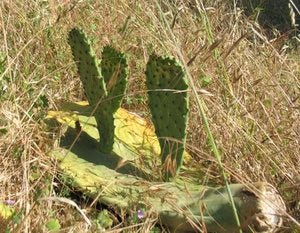 Cactus Invasion - Rancho Gordo
