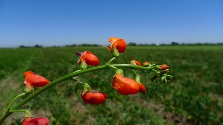 California Beanfield Report - Rancho Gordo
