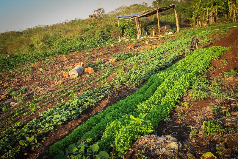 Chile Farmers in the Yucatan - Rancho Gordo