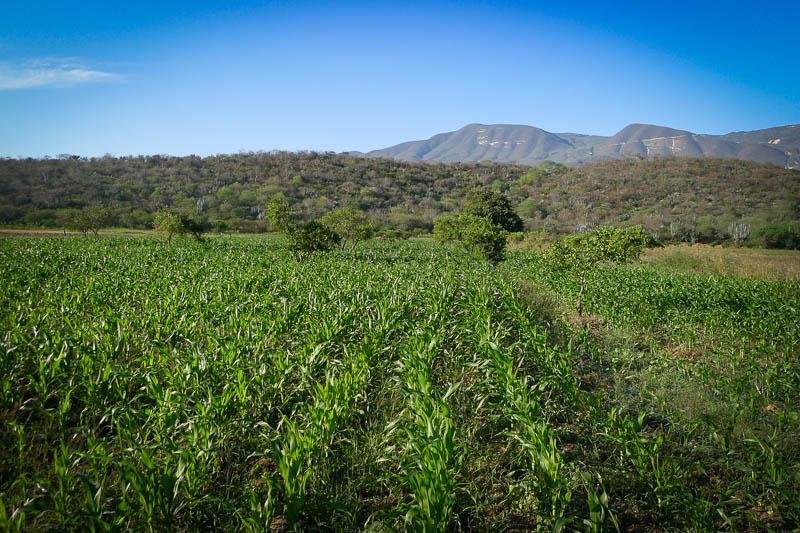 Corn Relish - Rancho Gordo