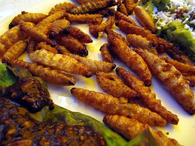 Deep Fried Worms - Rancho Gordo