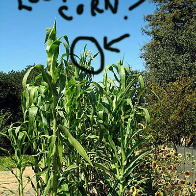Finally! A Little Corn from Chiapas - Rancho Gordo