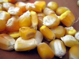 Grow Some Zapatista Corn - Rancho Gordo