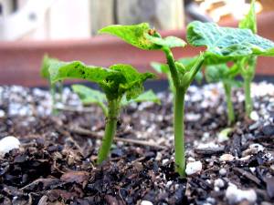 Growing Beans in a Pot - Rancho Gordo