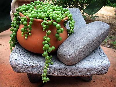 Heirloom Bean Book Update - Rancho Gordo