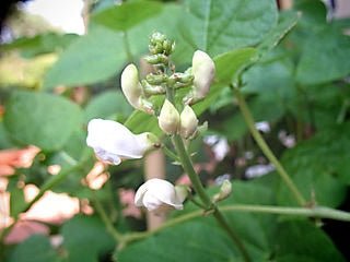 Here Come the Flowers! - Rancho Gordo