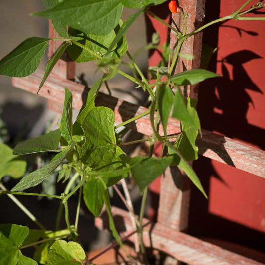 How Does Your Garden Grow? Are Your Runner Beans Thriving? - Rancho Gordo