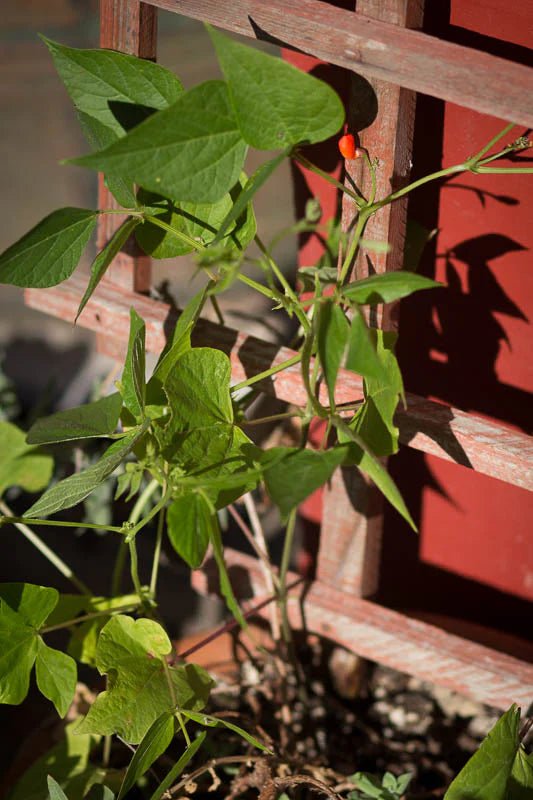 How Does Your Garden Grow? Are Your Runner Beans Thriving? - Rancho Gordo