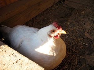 It's a Boy! It's a Girl! - Rancho Gordo