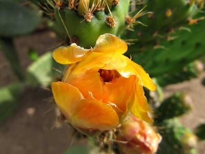 It's Spring and I think I'll Renew My Vows - Rancho Gordo