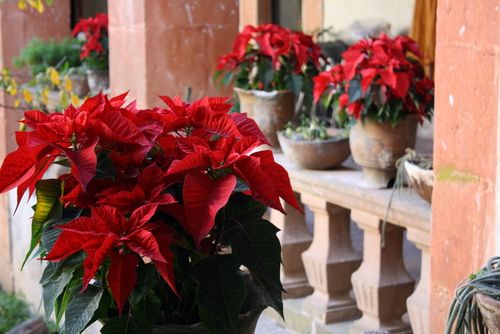 Last Day for Ground Shipping for Christmas - Rancho Gordo