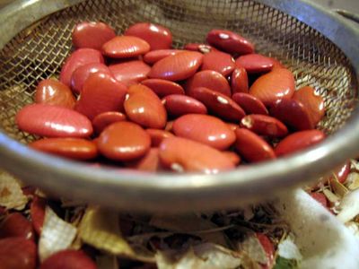 Lima Beans from Chiapas - Rancho Gordo