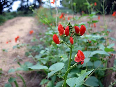 More News from the Trial Garden - Rancho Gordo