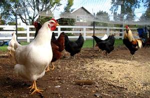 My Clever Chickens - Rancho Gordo