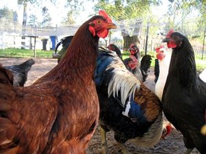 North Bay Cooking Classes - Rancho Gordo