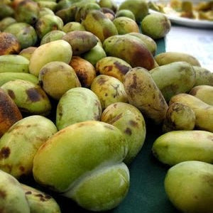 Pickin' up Paw Paws - Rancho Gordo