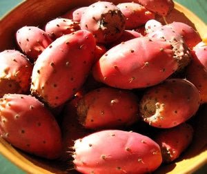 Prickly Pear (Tunas) Harvest - Rancho Gordo