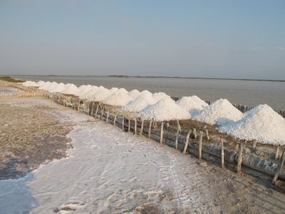 Salt Marshes - Rancho Gordo