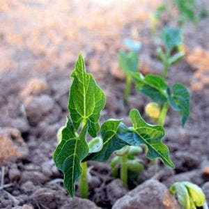 Slow Food Part 4: Let's Ask Alice - Rancho Gordo