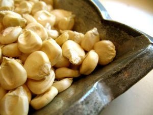 Starchy Corn for Posole, etc. - Rancho Gordo