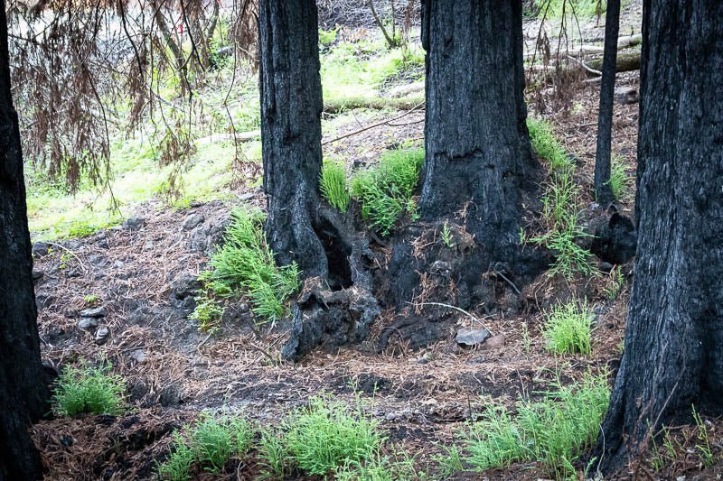 The Aftermath of the Napa Fires: Some Hope - Rancho Gordo