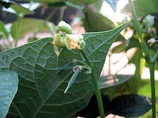 The First Beans for 2008 - Rancho Gordo