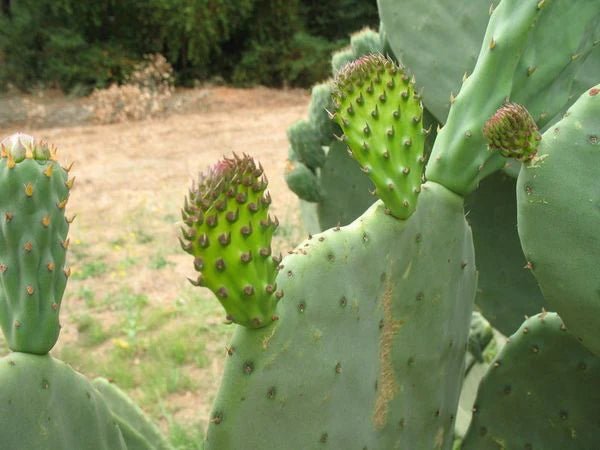 The Four (and a half) Culinary Plants Every Mexican Home Cook Should Be Growing - Rancho Gordo