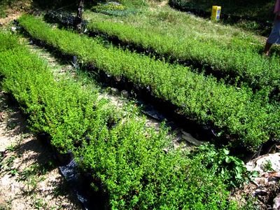 The Story of Oregano Indio and Rancho Gordo - Rancho Gordo