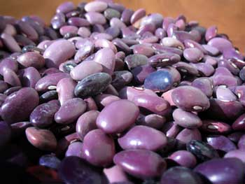 Three Beans From Hidalgo - Rancho Gordo