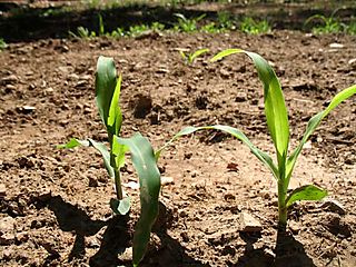 Update on Corn from Chiapas - Rancho Gordo