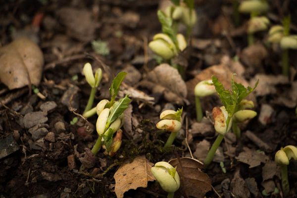 Your Beans Are Seeds - Rancho Gordo