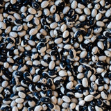 Black Calypso Bean - Rancho Gordo