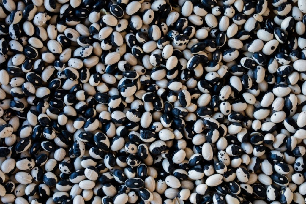 Black Calypso Bean - Rancho Gordo