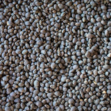 Blue Goose Field Pea - Rancho Gordo