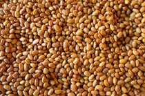 Buckeye Bean - Rancho Gordo
