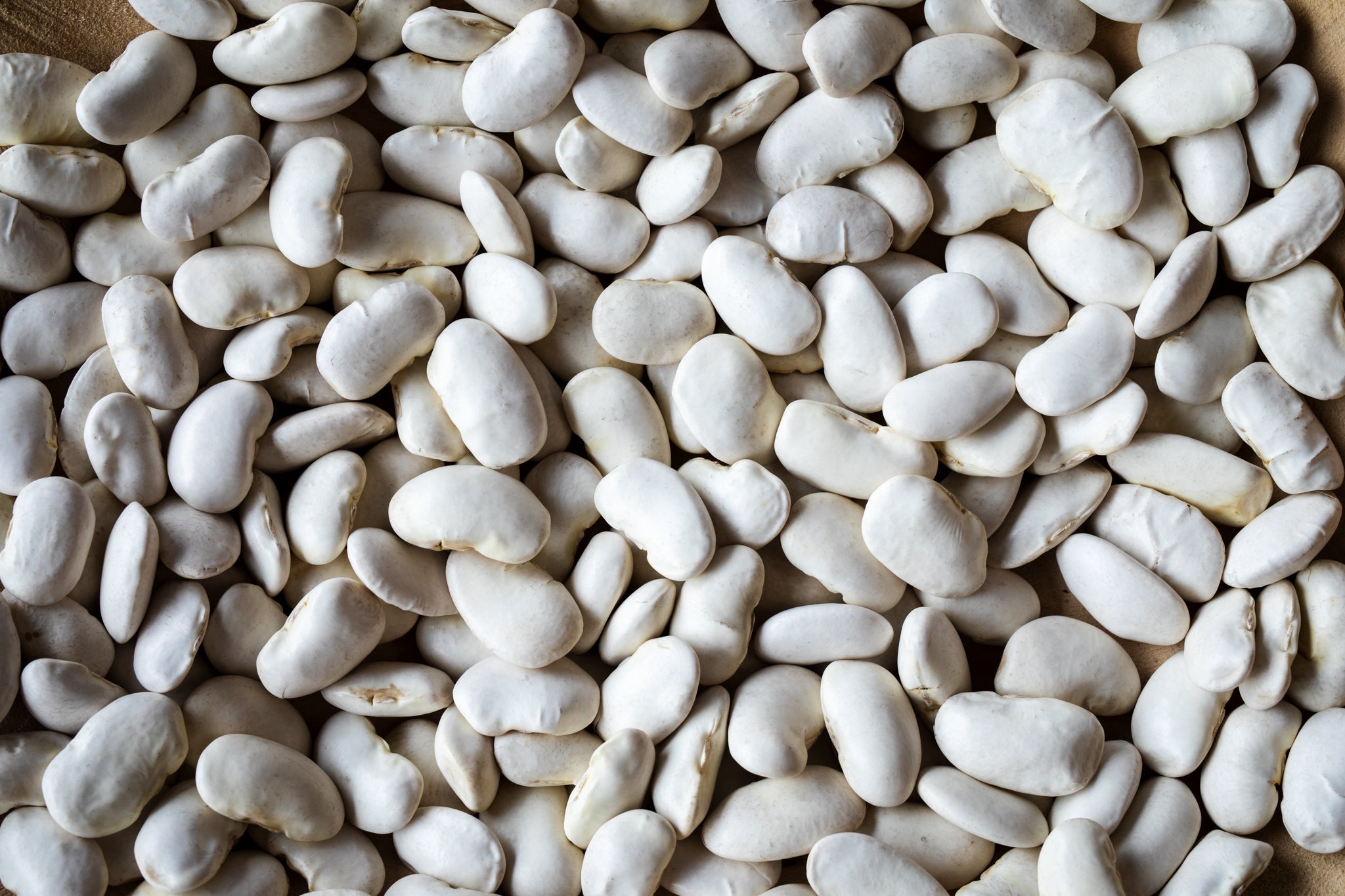 California Corona Bean - Rancho Gordo