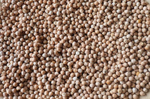Ceci Piccoli (Small Chickpea) - Rancho Gordo